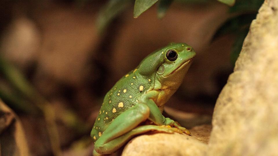 A profile of a magnificent tree frog shows the species' normal coloration, which is green with white-yellow spots.