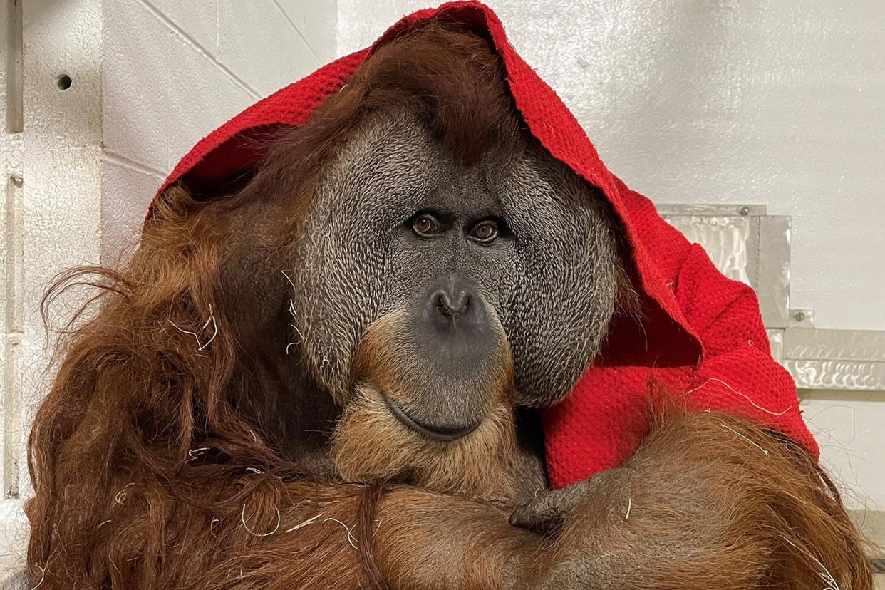 Birmingham Zoo's Oliver the Orangutan Recovering After Having Tumor Surgically Removed
