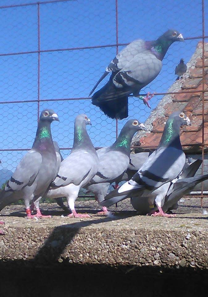 So. Many. Pigeons. Credit:   Pigeon World