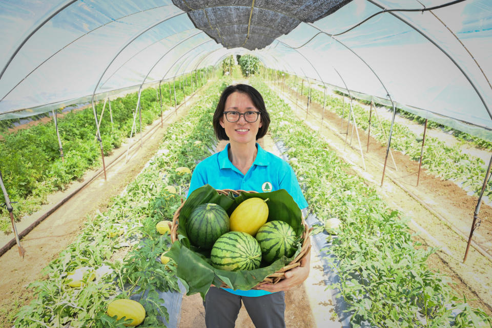 漁農自然護理署（漁護署）6月22日起舉辦「開心香港漁農嘉年華」首項活動「2023本地有機西瓜節」。