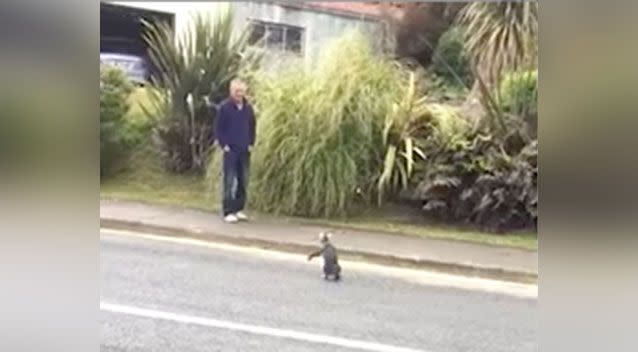 Heart-melting footage has surfaced of a penguin hopping across the road to greet a man waiting on the footpath in New Zealand’s South Island. Source: ViralHog
