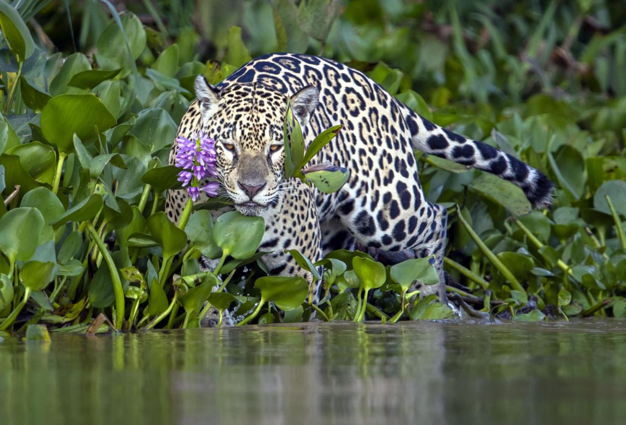 <span>A female jaguar prowls along a riverbank.</span><span>Photograph: Paul Goldstein/SWNS</span>