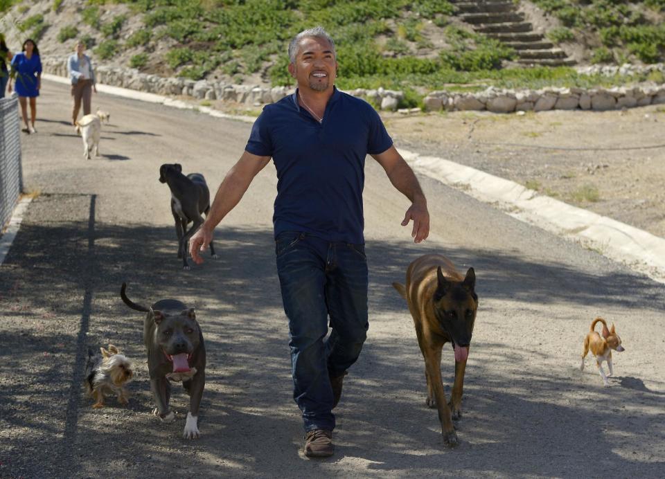 In this Oct. 18, 2012 photo, Cesar Millan walks down to his horse stables with his dogs at his Dog Psychology Center, in Santa Clarita, Calif. At 13, his dream was to become the best dog trainer in the world. At 21, alone and unable to speak English, he crossed the border and lived on the streets for two months before getting a job as a groomer and walker. AP Photo/Mark J. Terrill)