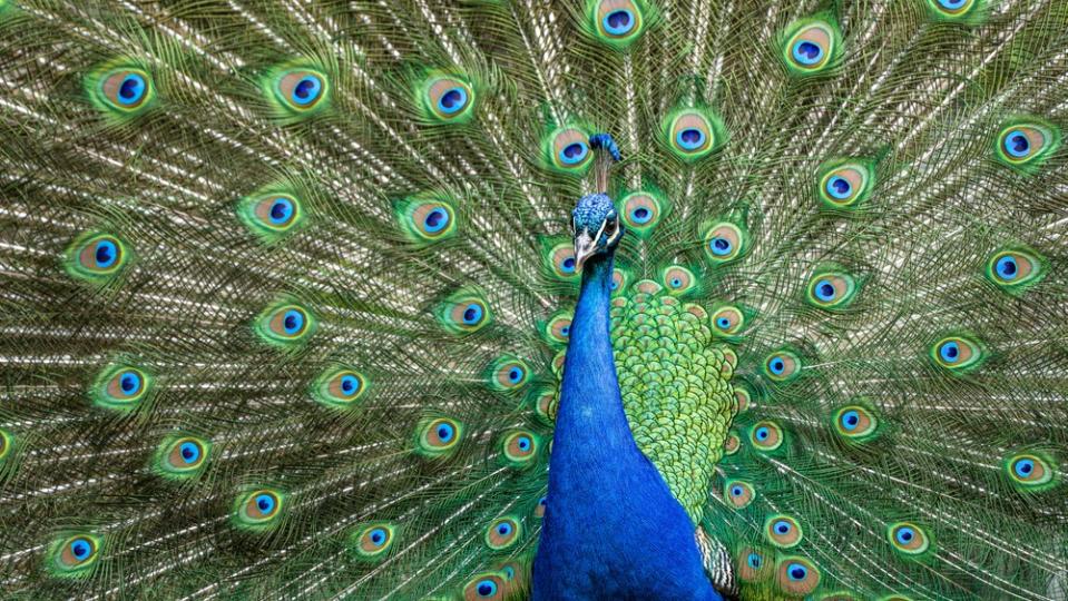 A close up of an Indian peafowl with its tail spread out.