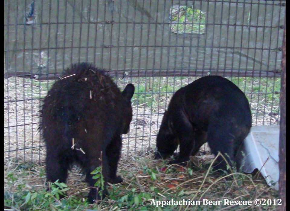 In this photo released by R.A., a black bear from Virginia, left, and Kris, a Louisiana black bear, right, are shown in this photograph taken in March 2011 and provided by Appalachian Bear Rescue of Townsend, Tenn., shortly before their release in April 2011. The animal, dubbed Kris because it arrived at the Tennessee center just before Christmas 2010, was shot and killed in southwest Mississippi in December. It had been tagged and released eight months earlier in Louisiana. Wildlife officials are investigating and say a suspect, an Amite County man, could face federal charges because Louisiana black bears are protected under the Endangered Species Act. (AP Photo/Appalachian Bear Rescue)