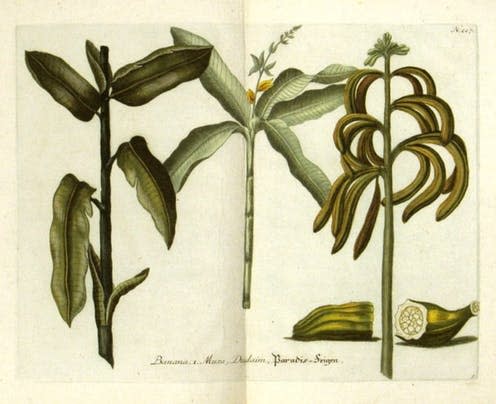 <span class="caption">Thomas Johnson's illustration of his banana plant from The Herball Or Generall Historie of Plantes.</span> <span class="attribution"><a class="link " href="http://www.islarobertson.com/blog/on-this-day-the-banana.html" rel="nofollow noopener" target="_blank" data-ylk="slk:Wikimedia Commons;elm:context_link;itc:0;sec:content-canvas">Wikimedia Commons</a></span>