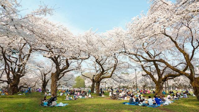 賞櫻名勝百選 東京小金井公園