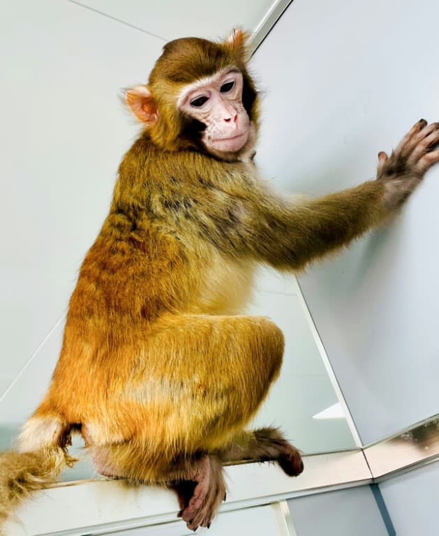 Photo diffusée le 16 janvier 2024 par Nature Communications du macaque rhésus cloné, baptisé Retro, prise en 2023 à l'Institut des neurosciences de l'Académie chinoise des sciences à Shanghai (Nature Communications/AFP - Qiang Sun)