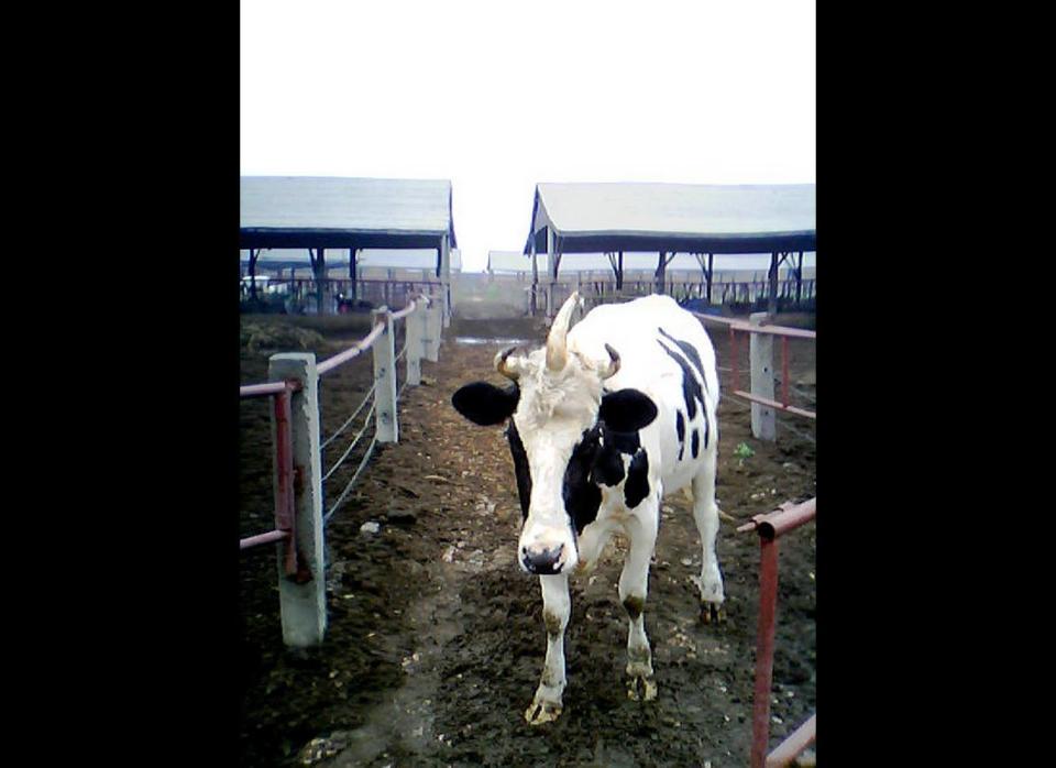 A dairy farm in China has an unusual cow that has three horns -- two on either side of its head and one in the middle like a rhino horn. Farmer Jia Kebing, from Baoding in northern China's Hebei province, said the 2-year-old cow was born with a small bump on its forehead. "With time the bump grew bigger and longer and become a sharp horn," said Jia. The middle horn now measures nearly 8 inches long. 