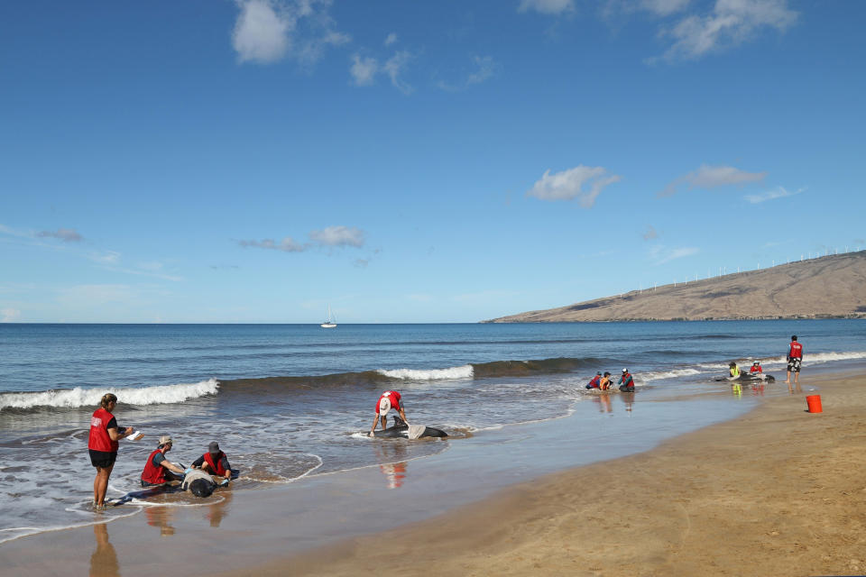 In this photo provided by NOAA, officials with the National Oceanic and Atmospheric Administration help melon-headed whales stranded on a beach in Kihei, Hawaii, on Thursday, Aug. 29, 2019. Jeffrey Walters, NOAA's wildlife management and conservation branch, said NOAA and University of Hawaii scientists will examine the whales to determine what caused the stranding. (Jeff Kearn/NOAA via AP)