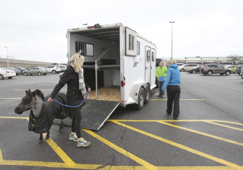 Toril Simon (left) a volunteer at Victory Gallop, walks Willie Nelson, the therapy pony in training out of the horse trailer as Simon and Victory Gallop cofounders and co-directors Kim Gustely (center) and Sue Miller prepare to take Willie on a training walk through Pets Pajamas Wednesday, March 14, 2018 in Bath Township, Ohio. (Karen Schiely/Beacon Journal)