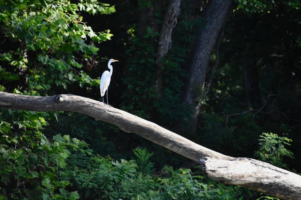 An egret perches on a fallen tree along the Ohio River. July 22, 2023