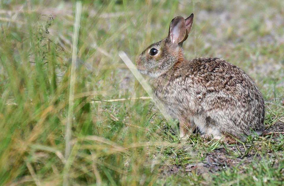 A rabbit watches warily from the edge of a bike path.