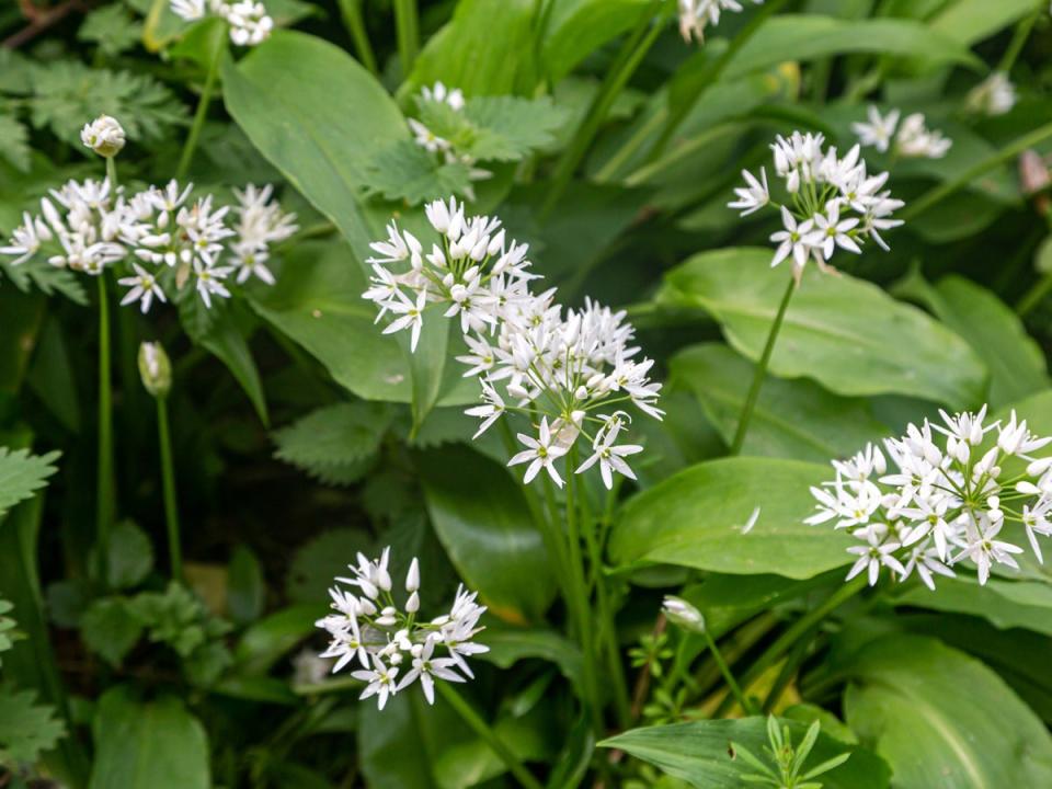 Keep an eye (and a nose) out for a wild garlic on your next spring walk (Getty/iStock)