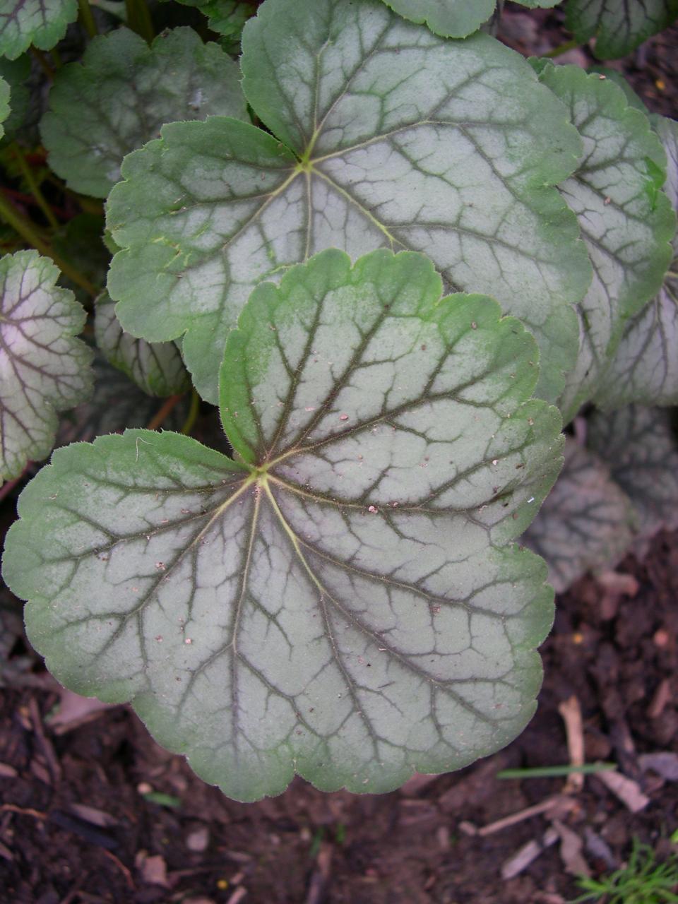 Heuchera americana 'Green Spice' is a cultivar of a Kentucky native species that performs well in moist, woodsy soils in filtered light.