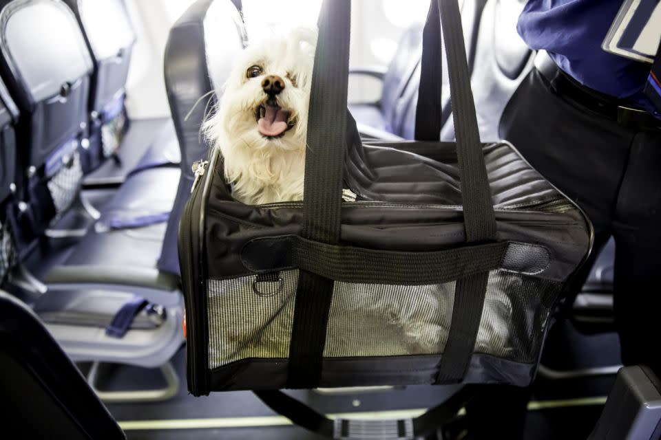 The dog was travelling in a TSA approved carrier similar to this. Photo: getty