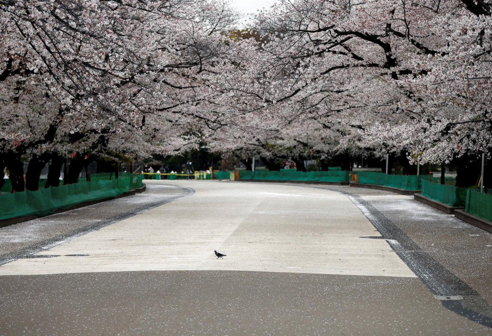 Una paloma pasea el 28 de marzo por un lugar de observación de los cerezos en flor de Tokio (Japón) cerrado al público por la pandemia del coronavirus. (Foto: Issei Kato / Reuters).