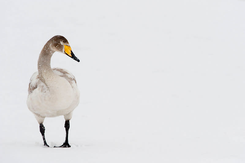 © Wild Wonders of Europe/Stefano Untherthiner/WWF