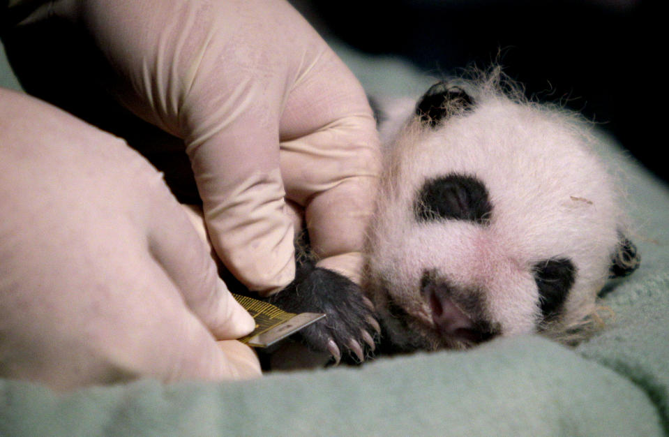 FILE - A baby giant panda born Nov. 3, 2010, has his paw measured by Dr. Hayley Murphy, director of veterinary services, during a check up at Zoo Atlanta, Dec. 2. Panda lovers in America received a much-needed injection of hope Wednesday, Nov. 15, 2023, as Chinese President Xi Jinping said his government was “ready to continue” loaning the black and white icons to American zoos. (AP Photo/David Goldman, File)