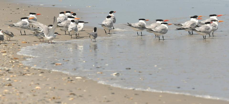Royal terns stand on the shoreline on Lea-Hutaff Island Friday June 10, 2022 along the North Carolina Coast in Pender County.
