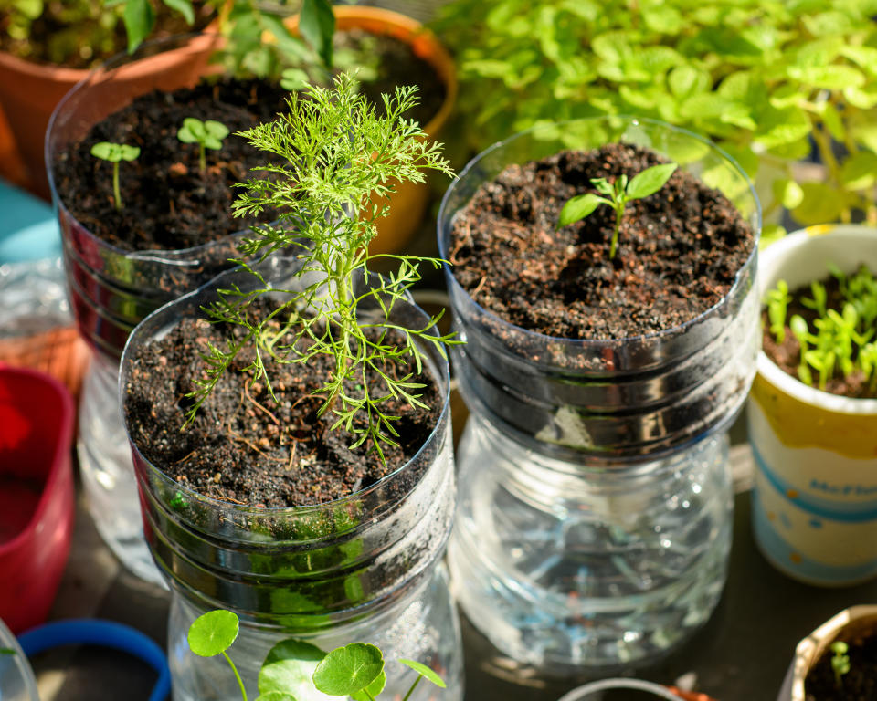 Soda bottle seed pots