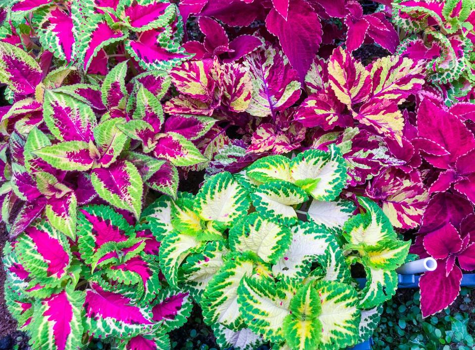 shade flowers coleus