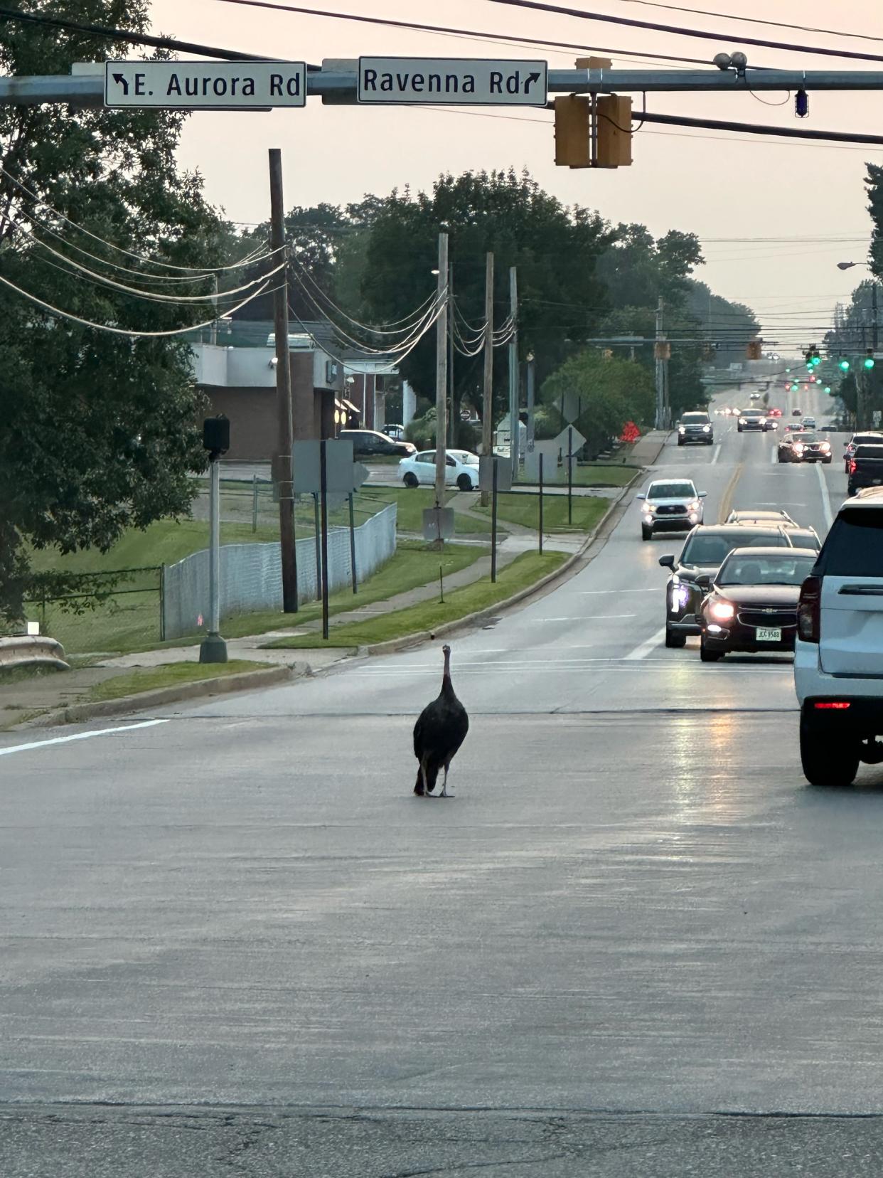"Ralph the Twinsburg Turkey" strolling down the middle of the road shortly before his demise. The bird had been a presence in the city for about four months before it was hit by a car.