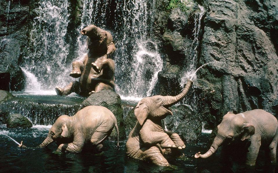 16. Jungle Cruise