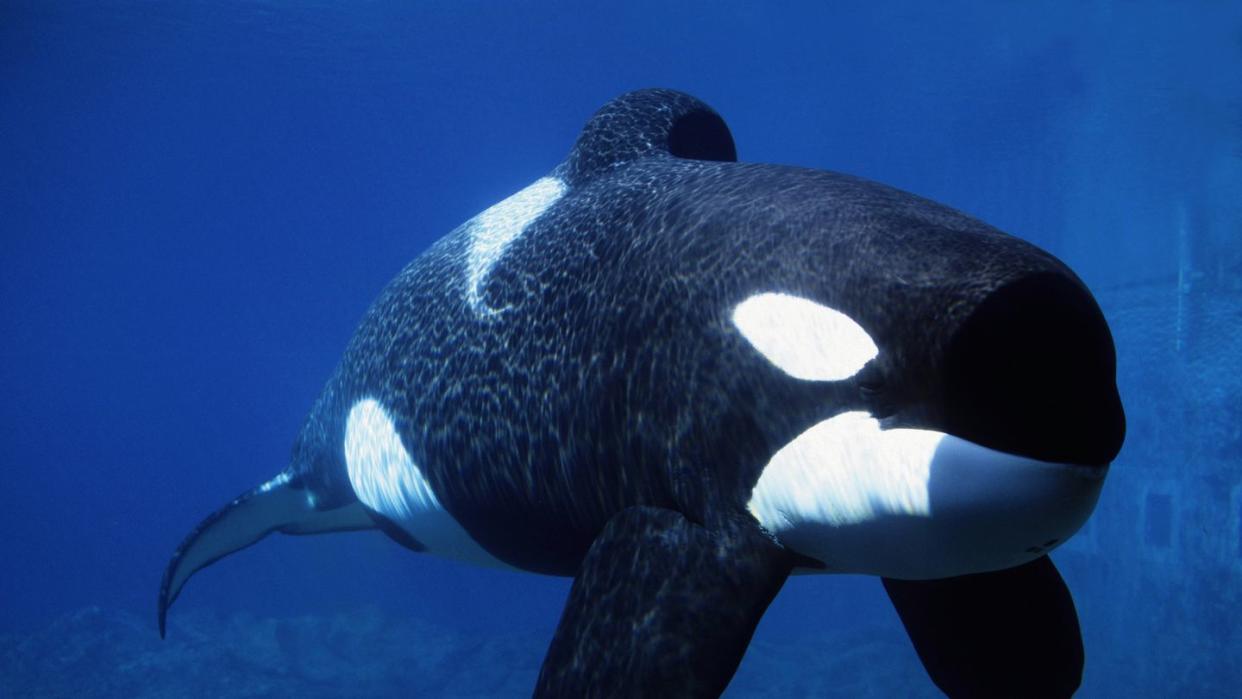 killer whale orca keiko free willy, orcinus orca oregon coast aquarium, oregon 697 121551