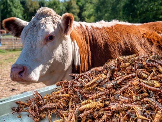 The WEF World Economic Forum are suggesting that people consume less beef and switch to an insect bug replacement protein as an alternative to help with climate change and emissions targets<span class="copyright">Getty Images-Craig Hastings</span>