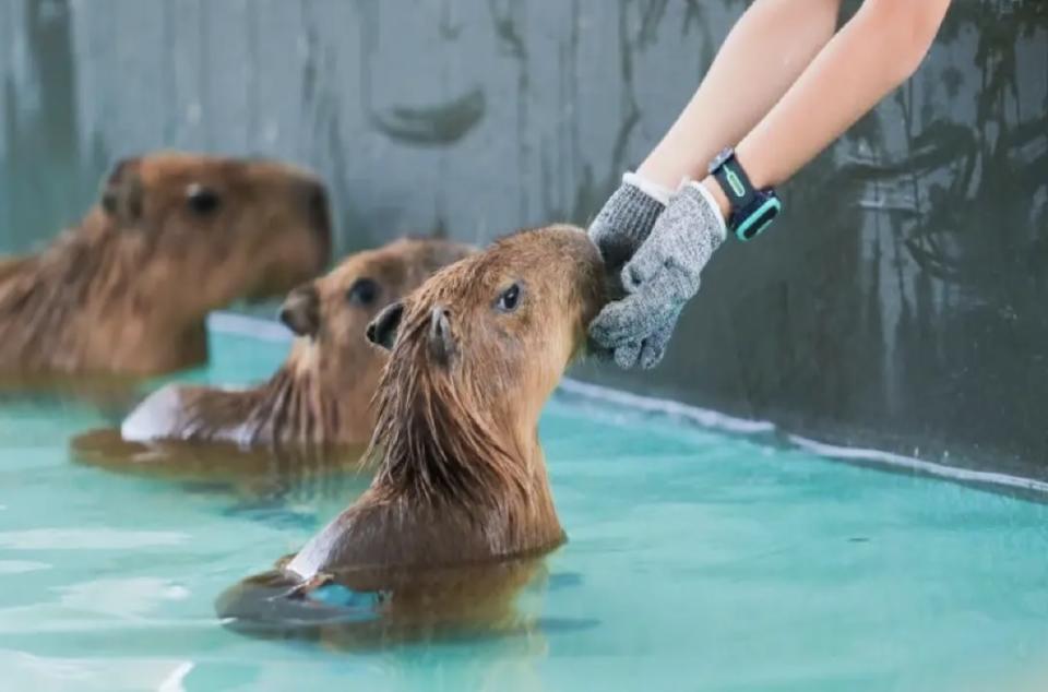 深圳好去處｜深圳室內動物園一日遊48折優惠！一大一小門票人均$49.5起零距離親親及餵食草泥馬、小浣熊、梅花鹿等20多種可愛動物