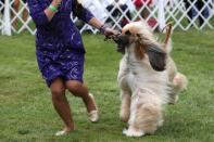 The 145th Westminster Kennel Club Dog Show at Lyndhurst Mansion in Tarrytown, New York