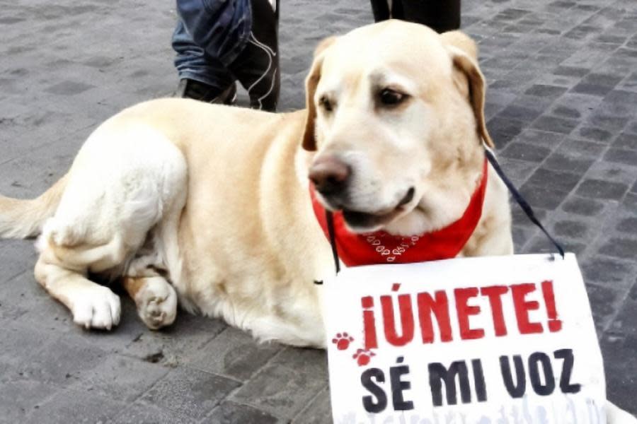 Aprueban en Ciudad de México ley que impone hasta 10 años de cárcel por maltrato animal