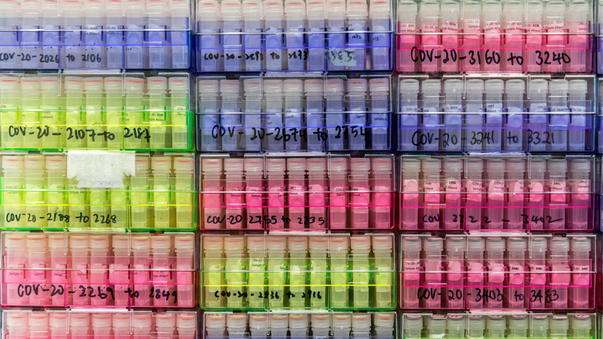 Multiple tubes of virus samples in green, green, and pink labels on a shelf. On August 17, the World Health Organization designated BA.2.86, or Pirola, a “variant under monitoring.”