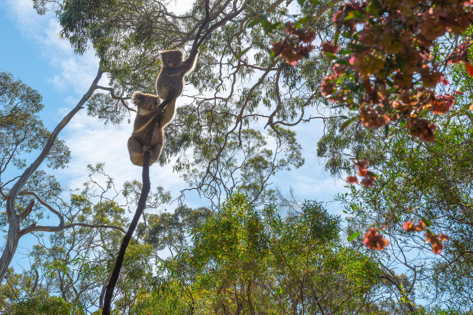 Some species are making a much needed return in the Australian habitat. Source: Getty