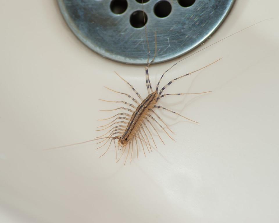 15) House Centipede