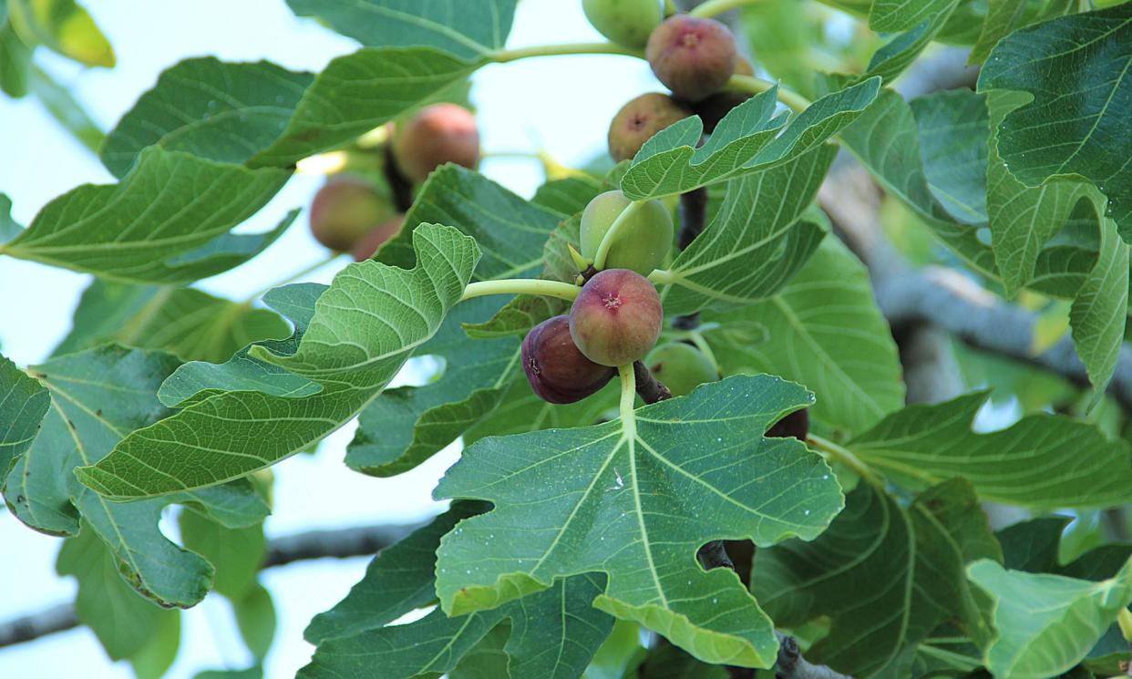 <span>Stock image of a fig tree. Sheffield’s trees grew into quite large specimens bearing fruit, and some are now thought to be more than 70 years old.</span><span>Photograph: Jasenka Arbanas/Getty Images</span>