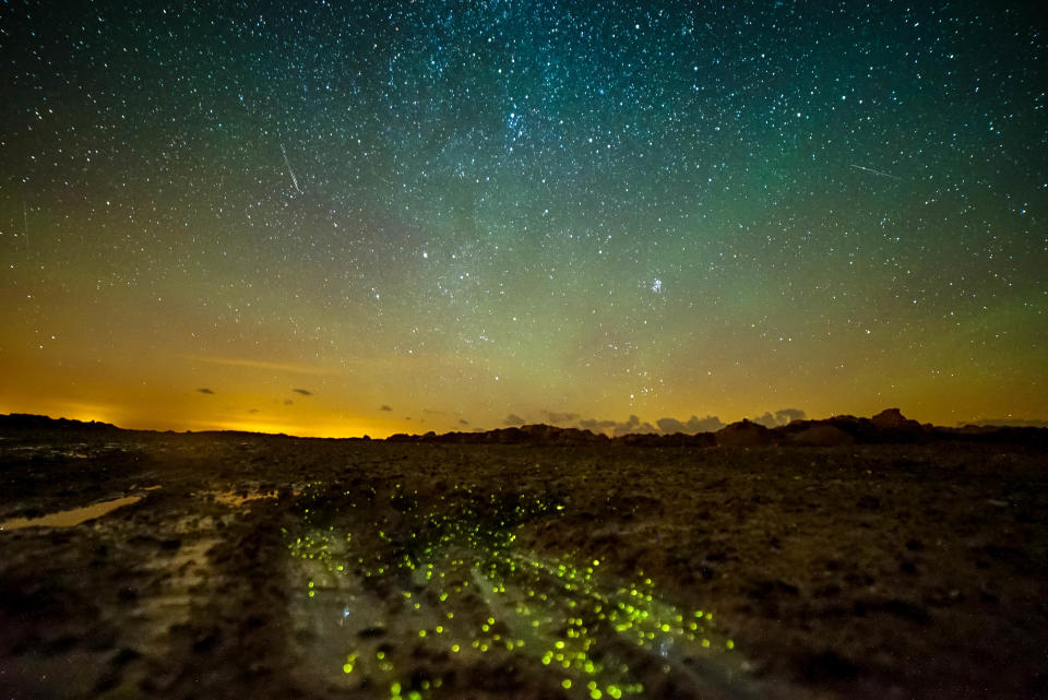 Bioluminescence is visible in late spring and early summerJersey