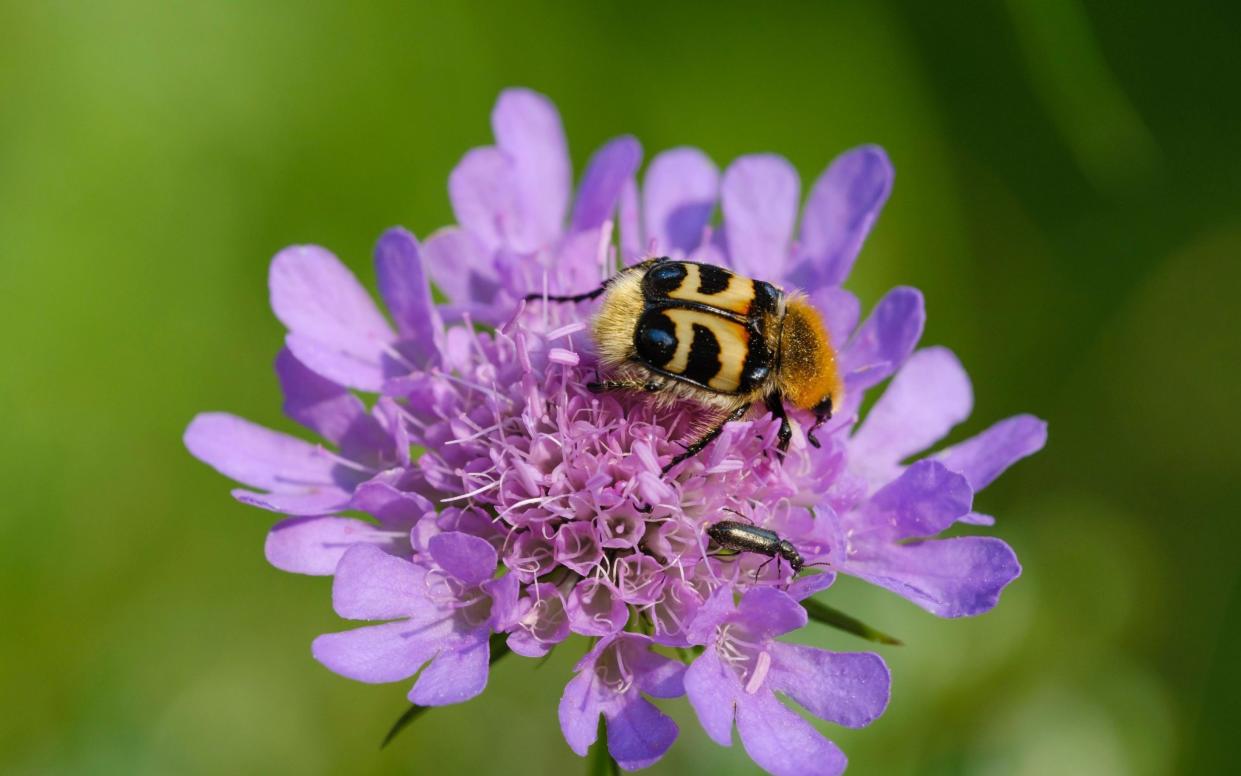 Scabiosa columbaria