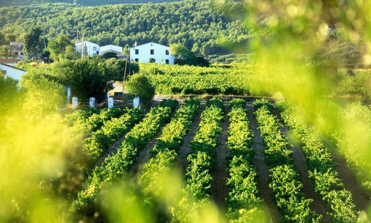 <span>The El Penedés area had been hit hard in 2023, said Freixenet.</span><span>Photograph: Horizons WWP/TRVL/Alamy</span>