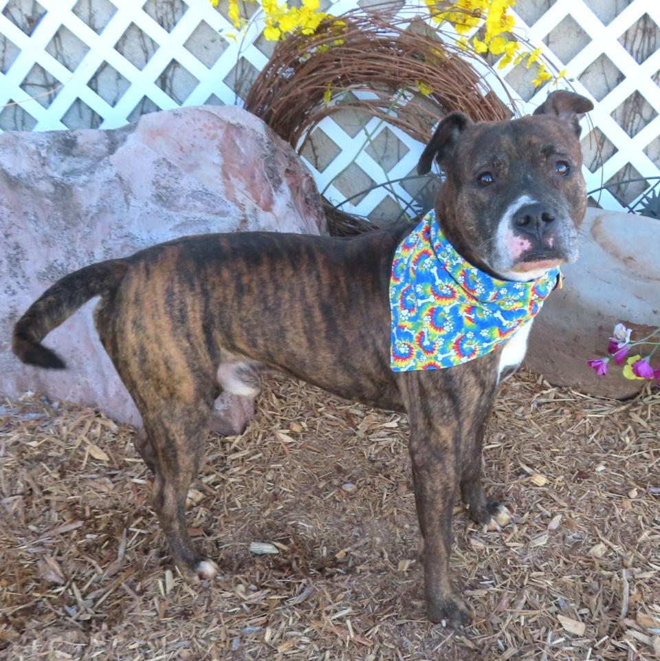 Stanley, ID #422226, came into the shelter in December after his family lost their home. He was adopted soon after, but Stanley and the family's cat did not want to be friends. Sweet Stanley needs a home without kitties. He's a kind and gentle 5-year-old, 50-pound pit bull terrier mix. Stanley likes other dogs, and he is good with kids. He can climb chain-link fencing, so his new yard needs a 6-foot wood fence. Until overcrowding gets under control. adoption fees are waived for all dogs, no matter their size. To meet Stanley, go to the Oklahoma City Animal Shelter at 2811 SE 29 between noon and 5 p.m. Tuesday through Saturday. Go online to www.okc.gov or www.okc.petfinder.com to see all the cats and dogs available for adoption.