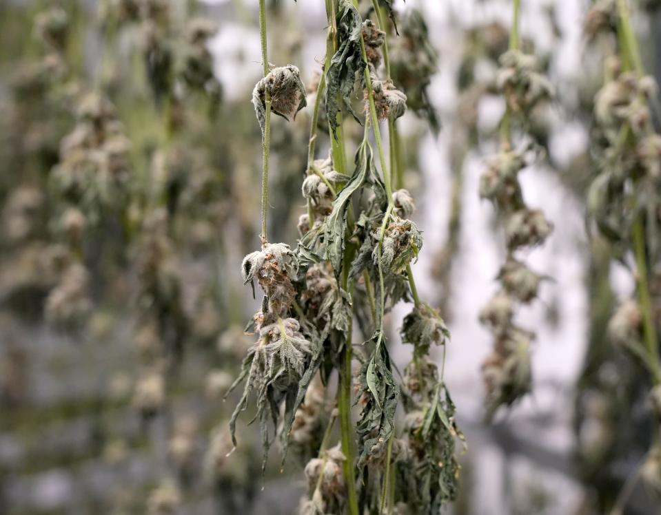 June 23, 2023; Columbus, Oh., USA;  Cannabis is hung and dried inside PharmaCann, Inc.'s cultivation and processing facility at Buckeye Lake.The cannabis industry opposes Senate Bill 9, which would revamp the state's medical program, saying there is an oversupply of cannabis in Ohio for the medical marijuana program.