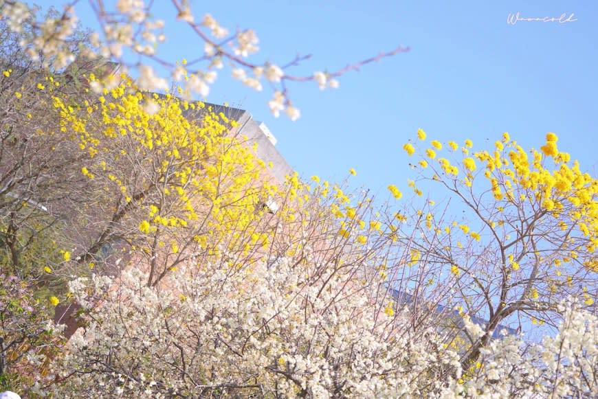 台中后里｜中科崴立櫻花公園