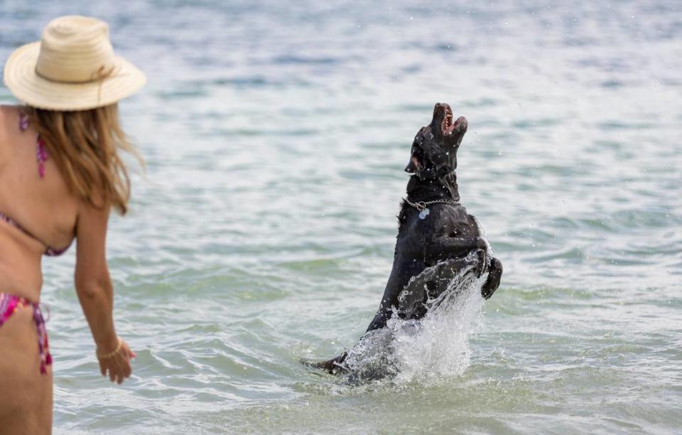 A dog frolics at Hobie Island Beach Park on Monday, May 15, 2023, in Miami