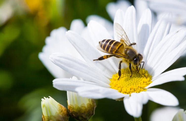 <span class="caption">Meta-analysis revealed the effects of neonicotinoids on bees.</span> <span class="attribution"><a class="link " href="https://www.shutterstock.com/image-photo/spring-single-daisy-flower-bee-330159362?src=P-FCyPuLnpM5GT31V1-aoA-1-21" rel="nofollow noopener" target="_blank" data-ylk="slk:Shutterstock;elm:context_link;itc:0;sec:content-canvas">Shutterstock</a></span>