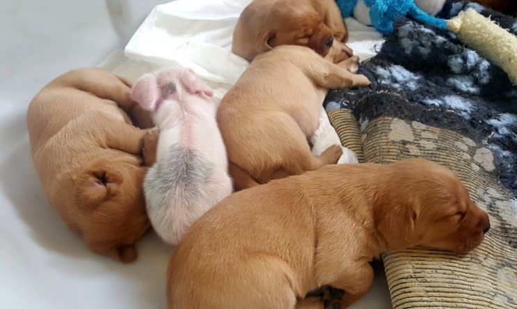 Two tiny piglets have had their bacon saved after they were fostered by a LABRADOR