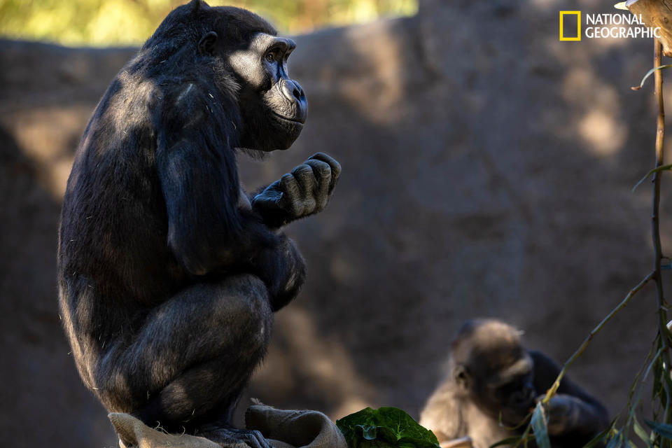 Healthy again and back on public display, two members of the gorilla troop relax in their habitat. Lamberski's team plans to give them the experimental vaccine later this spring. / Credit: Brent Stirton, Getty Images for National Geographic