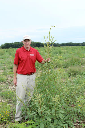 Iowa State University professor of agronomy and weed specialist Bob Hartzler, at about 6 feet tall, stands next to a Palmer amaranth plant in a field enrolled in the federal Conservation Reserve Program in Chickasaw County, Iowa, United States in this 2016 handout photo obtained by Reuters March 31, 2017. Bob Hartzler/Iowa State University/Handout via REUTERS