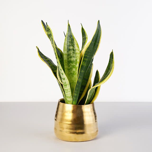 Snake Plant