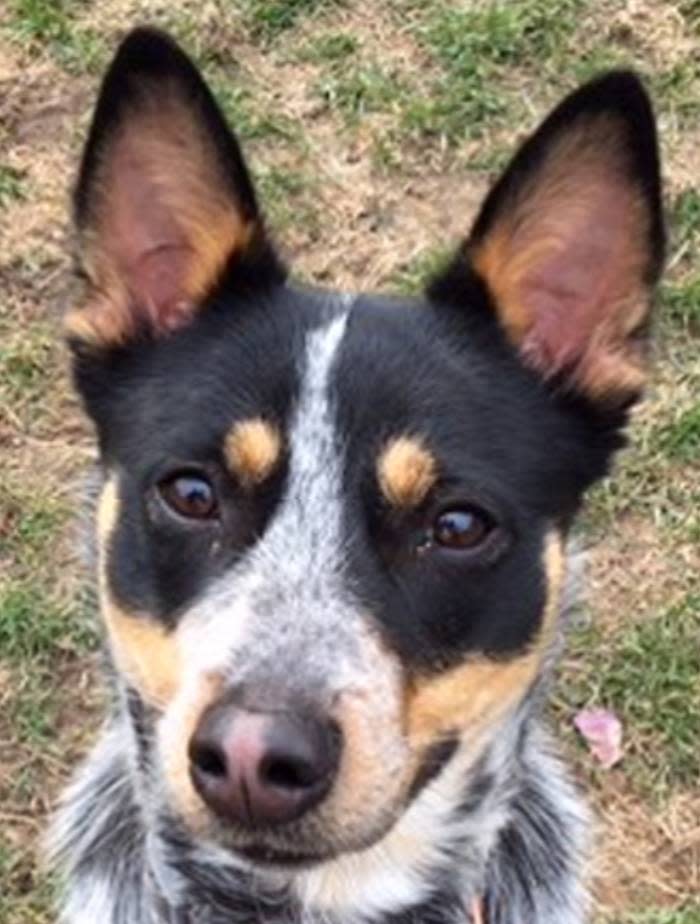 The Taunton Animal Shelter Pet of the Week is Bailey, a female cattle dog mix who is about 1 year old.